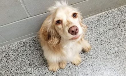 This dog was found on 7/2 in the northeast part of town. If you are or know the …