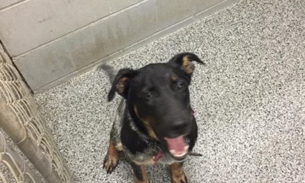 Looking for the owner of this dog. Call dispach if you are the owner and ask for…