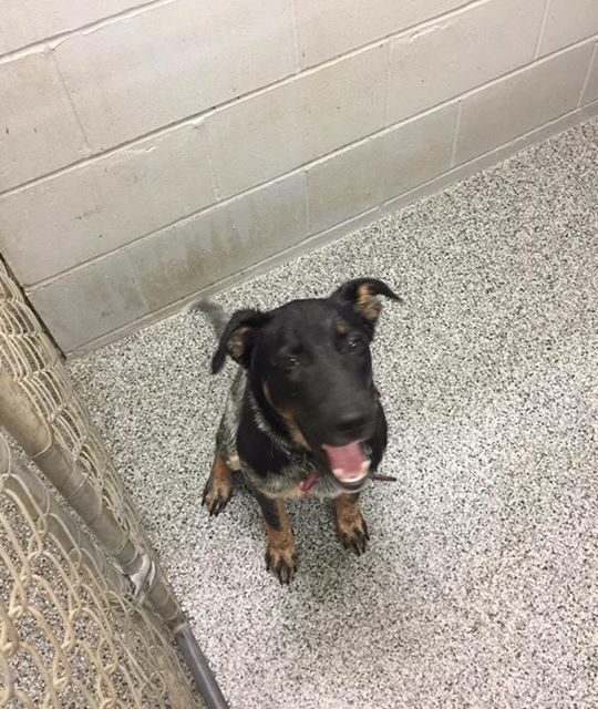 Looking for the owner of this dog. Call dispach if you are the owner and ask for…