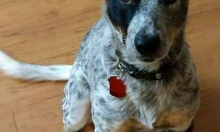 Lost Dog- Owatonna- Blue Heeler- Female
Date Lost: 12-03-2017
Dog’s Name: Harpe…
