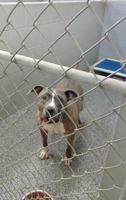 Please share so we can locate the owner of this dog. Please contact the on-duty …